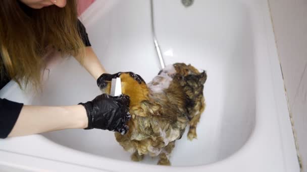 Una ragazza bagna una pomerania in bagno in un salone di bellezza per cani. Prenditi cura degli animali domestici — Video Stock