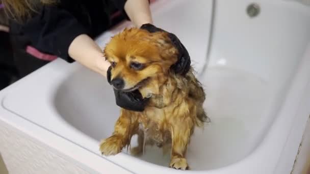 한 소녀 는개들을 위한 미용실에서 포메라니안을 욕실에서 목욕 시킨다. 애완 동물을 돌보라 — 비디오