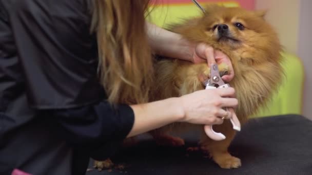 Pomeranya 'lı bir pomeranian' ın pençelerini kesen bir kızın, köpekler için bir güzellik salonunda çekilmiş yakın çekimi. Evcil hayvanlara iyi bak. — Stok video