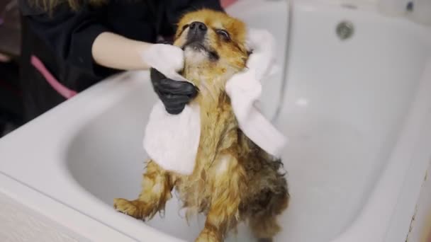 女の子は、犬のための美容室でバスルームでポメラニアのポメラニア語を入浴します。ペットの世話をする — ストック動画