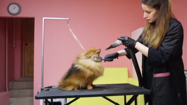 한 소녀 는개들을 위한 미용실에서 포메라니안을 구부리고 말린다. 애완 동물을 돌보라 — 비디오