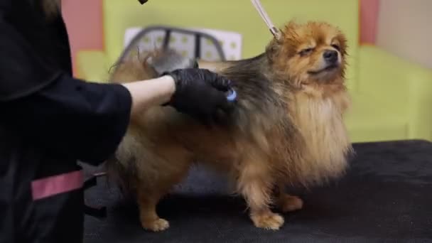 Közelkép egy lányról, aki egy pomerániai pomerániát fésül és szárít egy kutyáknak fenntartott szépségszalonban. Vigyázz a háziállatokra. — Stock videók