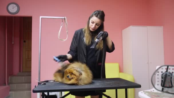 Ein Mädchen kämmt und trocknet in einem Schönheitssalon für Hunde eine Pommersche Pommersche. Achten Sie auf Haustiere — Stockvideo