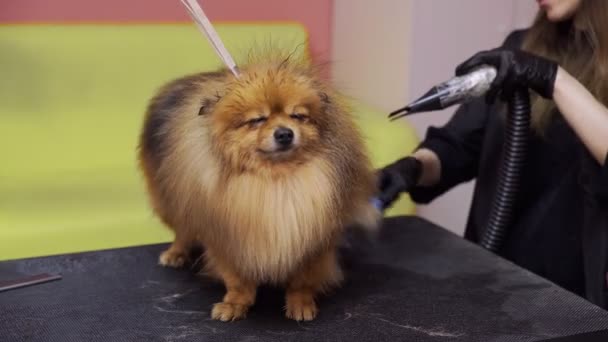 Detailní záběr dívky česání a sušení Pomeranian pomeranian v salonu krásy pro psy. Postarejte se o zvířata — Stock video