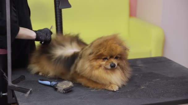 Detailní záběr dívky česání a sušení Pomeranian pomeranian v salonu krásy pro psy. Postarejte se o zvířata — Stock video