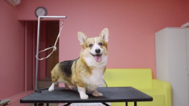 Egy corgi kutya áll az asztalon egy szépségszalonban a kutyák számára. Vigyázz a háziállatokra. — Stock videók