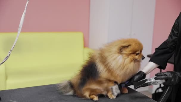 一个女孩在美容院为狗梳理和烘干波美拉尼亚波美拉尼亚波美拉尼亚的特写镜头。照顾好宠物 — 图库视频影像