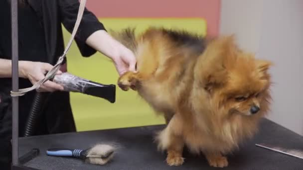 Close-up de uma menina pentear e secar um pomeranian Pomeranian em um salão de beleza para cães. Cuidar de animais de estimação — Vídeo de Stock