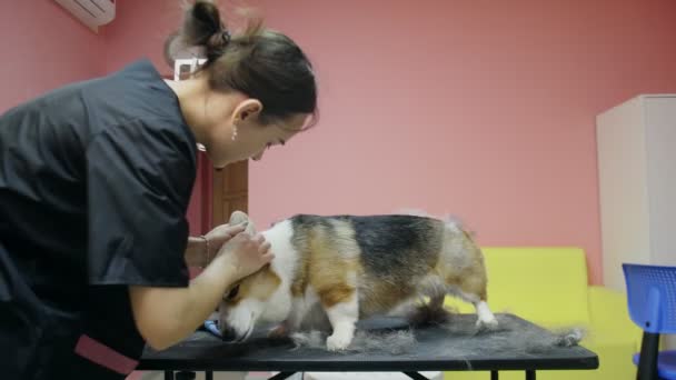 Bir kız, kuaförde köpekler için bir corgi köpeğinin kulaklarını temizliyor. Evcil hayvanlara iyi bak. — Stok video