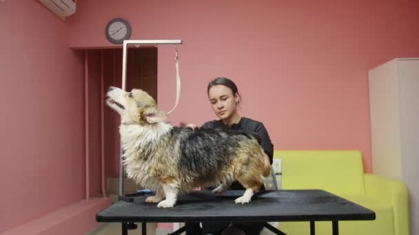 女の子は犬のための美容室でヘアドライヤーでコーギー犬を結合し、乾燥させます。ペットの世話をする — ストック動画