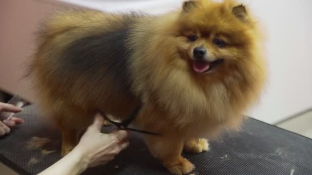 개를 위한 미용실에서 포메라니안을 자르는 소녀의 근접 사진. 애완 동물을 돌보라 — 비디오