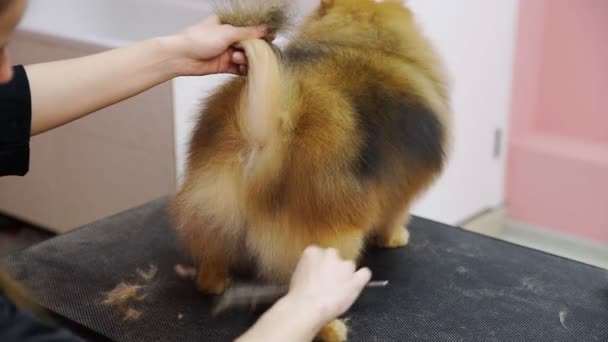Närbild av en flicka som skär en pommerska i en skönhetssalong för hundar. Ta hand om husdjur — Stockvideo