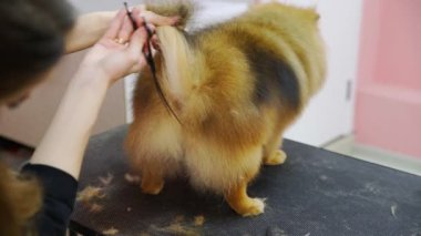 Pomeranya 'lı bir Pomeranya' lıyı köpekler için bir güzellik salonunda kesen bir kızın yakın çekimi. Evcil hayvanlara iyi bak.