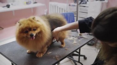 Pomeranya 'lı bir Pomeranya' lıyı köpekler için bir güzellik salonunda kesen bir kızın yakın çekimi. Evcil hayvanlara iyi bak.