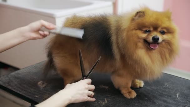 Close-up de uma menina cortando um pomeranian da Pomerânia em um salão de beleza para cães. Cuidar de animais de estimação — Vídeo de Stock