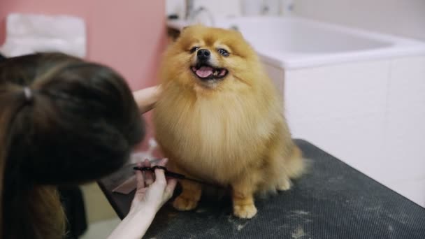 犬のための美容室でポメラニアのポメラニア語を切った女の子のクローズアップ。ペットの世話をする — ストック動画