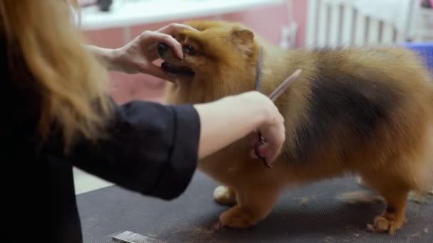 Pomeranya 'lı bir Pomeranya' lıyı köpekler için bir güzellik salonunda kesen bir kızın yakın çekimi. Evcil hayvanlara iyi bak. — Stok video