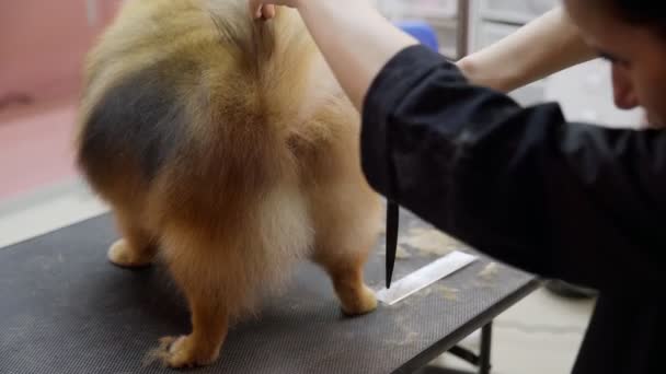 Close-up de uma menina cortando um pomeranian da Pomerânia em um salão de beleza para cães. Cuidar de animais de estimação — Vídeo de Stock