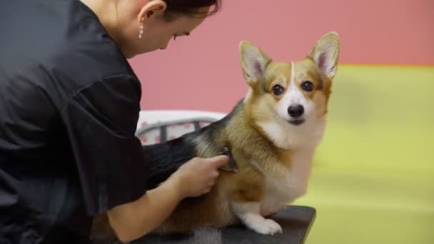 Närbild av en flicka kamma en corgi hund i en skönhetssalong för hundar. Ta hand om husdjur — Stockvideo