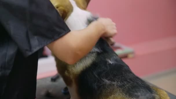 犬の美容室でコルギ犬を連れてくる女の子のクローズアップ。ペットの世話をする — ストック動画