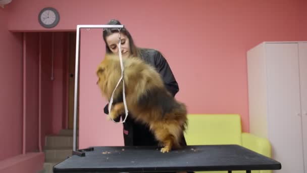 Egy lány elvisz egy pomerániai pomerániát egy kutyaszobába. Vigyázz a háziállatokra. — Stock videók