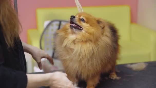 개를 위한 미용실에서 포메라니안 개와 싸우는 소녀의 근접 사진. 애완 동물을 돌보라 — 비디오