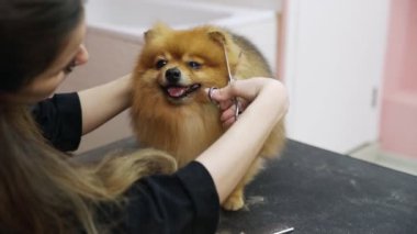 Pomeranya 'lı bir Pomeranya' lıyı köpekler için bir güzellik salonunda kesen bir kızın yakın çekimi. Evcil hayvanlara iyi bak.