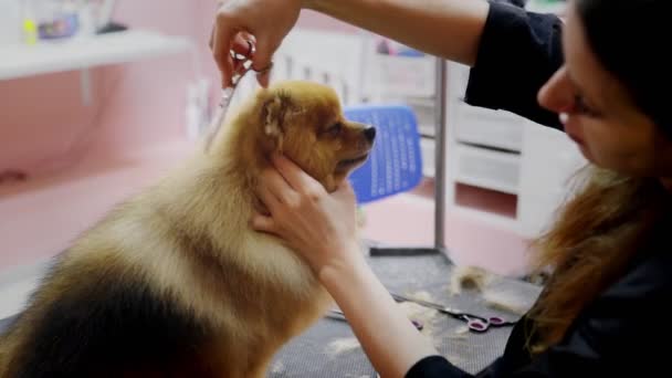 Pomeranya 'lı bir Pomeranya' lıyı köpekler için bir güzellik salonunda kesen bir kızın yakın çekimi. Evcil hayvanlara iyi bak. — Stok video