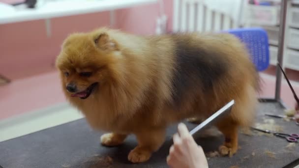 Detailní záběr dívky krájí Pomeranian pomeranian v salonu krásy pro psy. Postarejte se o zvířata — Stock video