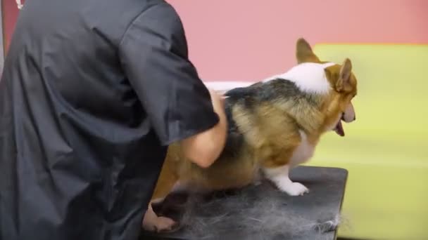 Close-up de uma menina penteando um cão corgi em um salão de beleza para cães. Cuidar de animais de estimação — Vídeo de Stock