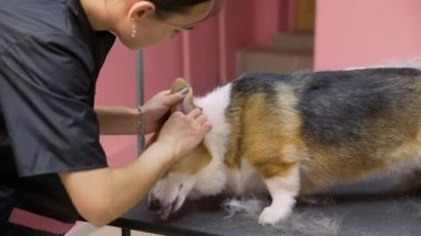 Bir kız, kuaförde köpekler için bir corgi köpeğinin kulaklarını temizliyor. Evcil hayvanlara iyi bak.