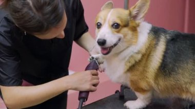 Güzellik salonunda köpekler için Corgi sosisi kesen bir kızın yakın çekimi. Evcil hayvanlara iyi bak.