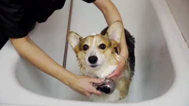 Bir kız, köpekler için bir güzellik salonunda, banyoda bir corgi köpeğini yıkıyor. Evcil hayvanlara iyi bak.