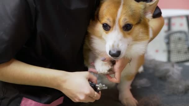 Detailní záběr dívky, jak stříhá drápy psa corgi v salónu krásy pro psy. Postarejte se o zvířata — Stock video