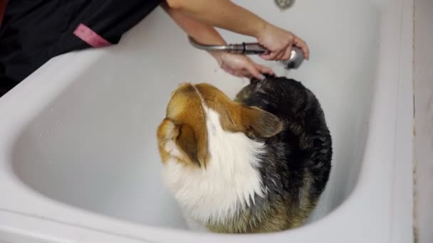 Дівчина купає коргі у ванній кімнаті в салоні краси для собак. Подбайте про домашніх тварин — стокове відео