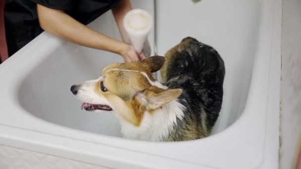 En flicka badar en corgi hund i badrummet i en skönhetssalong för hundar. Ta hand om husdjur — Stockvideo