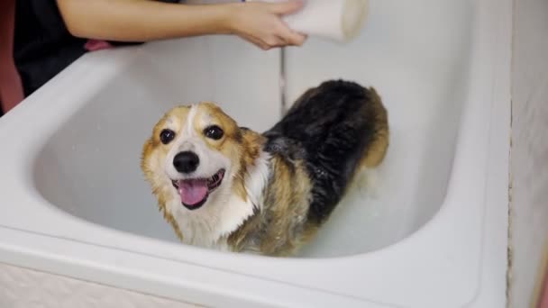 女の子は犬のための美容室でバスルームにコーギー犬を入浴させます。ペットの世話をする — ストック動画