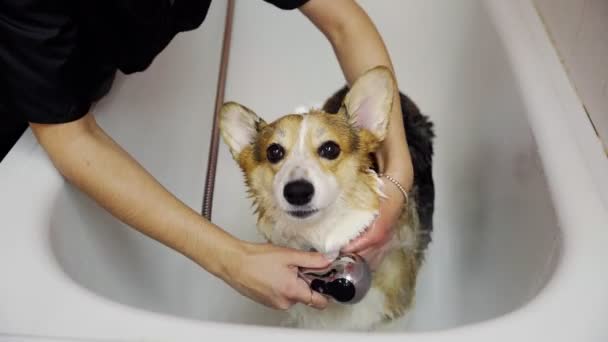En flicka badar en corgi hund i badrummet i en skönhetssalong för hundar. Ta hand om husdjur — Stockvideo