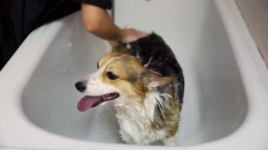 Bir kız, köpekler için bir güzellik salonunda, banyoda bir corgi köpeğini yıkıyor. Evcil hayvanlara iyi bak.