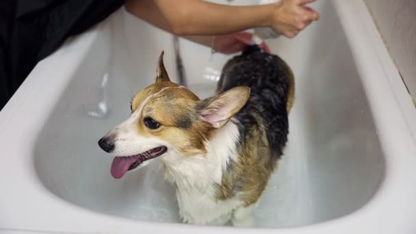 Ένα κορίτσι λούζει ένα σκύλο Κόργκι στο μπάνιο σε ένα σαλόνι ομορφιάς για σκύλους. Να προσέχεις τα κατοικίδια. — Αρχείο Βίντεο