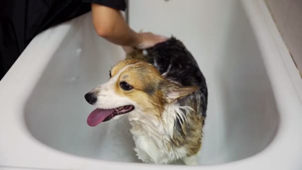 Ein Mädchen badet einen Corgi-Hund im Badezimmer eines Schönheitssalons für Hunde. Achten Sie auf Haustiere — Stockvideo