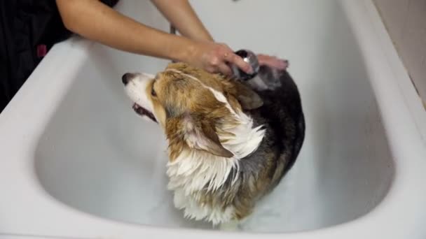한 소녀 는개들을 위한 미용실 에서 코기 개를 화장실에서 목욕 시킨다. 애완 동물을 돌보라 — 비디오