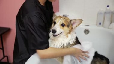 Bir kız banyoda bir corgi köpeğini yıkıyor ve onu köpekler için bir kuaförde havluyla siliyor. Evcil hayvanlara iyi bak.