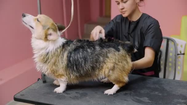 Uma menina penteia e seca um cachorro corgi com um secador de cabelo em um salão de beleza para cães. Cuidar de animais de estimação — Vídeo de Stock