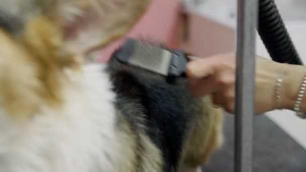 Close-up de uma menina pentear e secar um cão corgi com um secador de cabelo em um salão de beleza para cães. Cuidar de animais de estimação — Vídeo de Stock