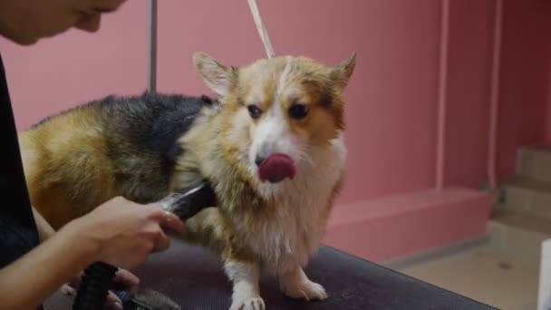 犬のための美容室でヘアドライヤーでコーギー犬を集めて乾燥させる女の子のクローズアップ。ペットの世話をする — ストック動画