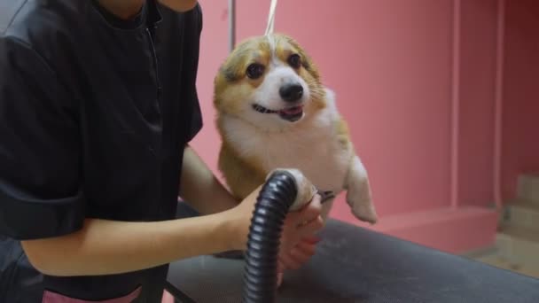 Close-up de uma menina pentear e secar um cão corgi com um secador de cabelo em um salão de beleza para cães. Cuidar de animais de estimação — Vídeo de Stock