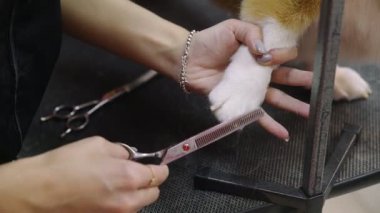 Güzellik salonunda köpekler için Corgi sosisi kesen bir kızın yakın çekimi. Evcil hayvanlara iyi bak.