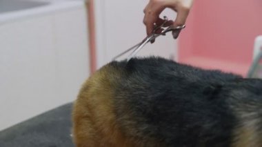 Güzellik salonunda köpekler için Corgi sosisi kesen bir kızın yakın çekimi. Evcil hayvanlara iyi bak.