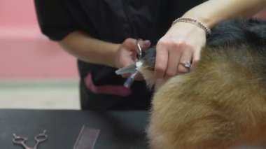 Güzellik salonunda köpekler için Corgi sosisi kesen bir kızın yakın çekimi. Evcil hayvanlara iyi bak.